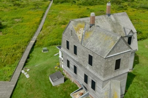 a bird sitting on top of a lush green field