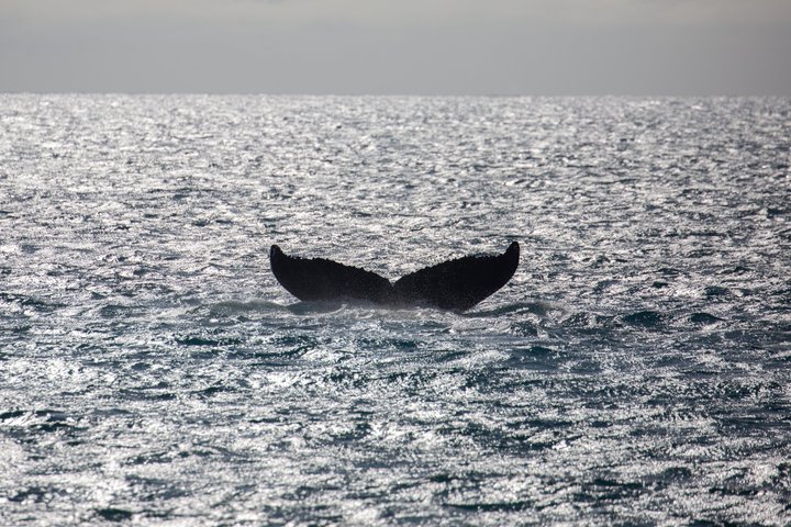 Whale tail above ocean surface with sunlight reflecting off water.