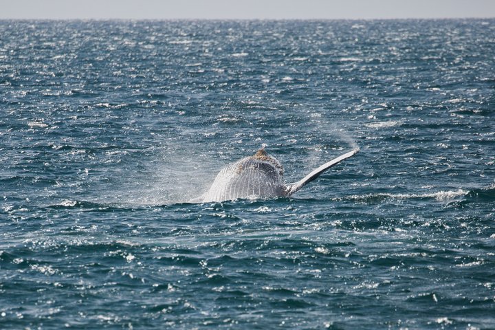 Whale surfacing in the ocean, showing its back and fin amid rippling waves.