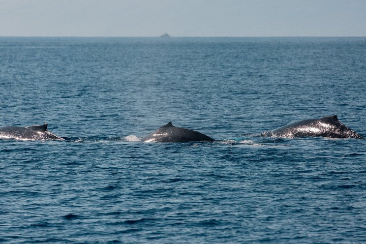 Three whales surfacing in the ocean under a clear sky.