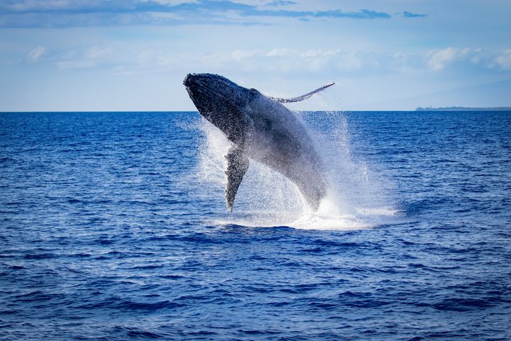 A whale breaches the ocean surface against a distant cloudy sky.