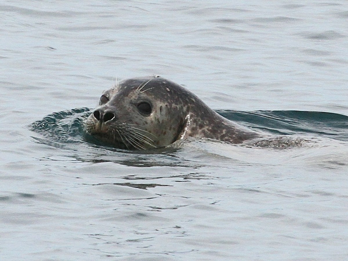 an animal swimming in the water