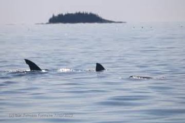 a whale swimming in a body of water