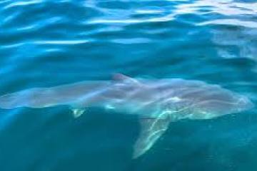 a fish swimming under water