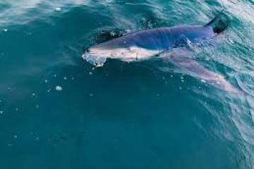 an animal swimming in the water