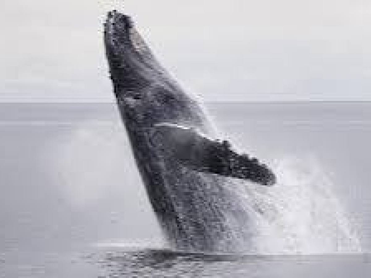 a whale jumping out of the water