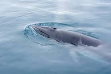 an animal swimming in the water