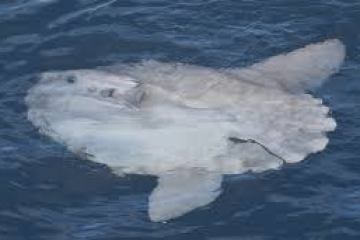 an animal swimming in the water