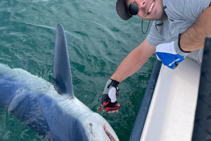 Smiling man in sunglasses holds a shark next to a boat in the water.