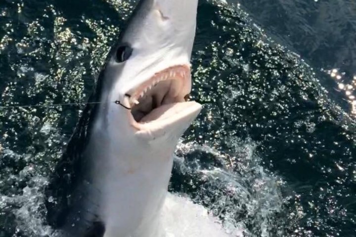 Shark leaping out of water with open mouth, showing sharp teeth.