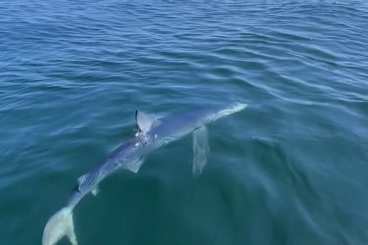 Shark swimming near the surface of a calm ocean under a clear blue sky.