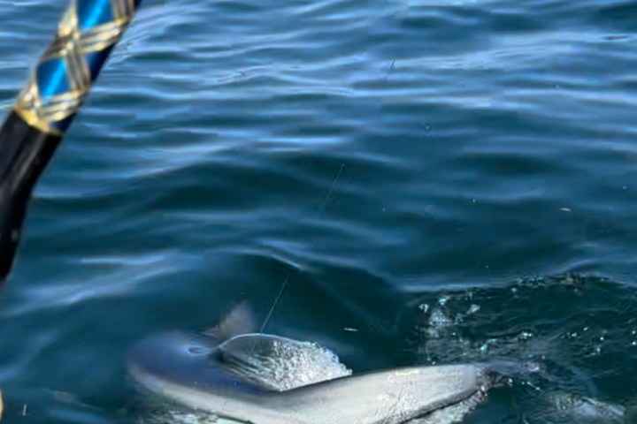 A shark near the water's surface next to a fishing rod in the ocean.