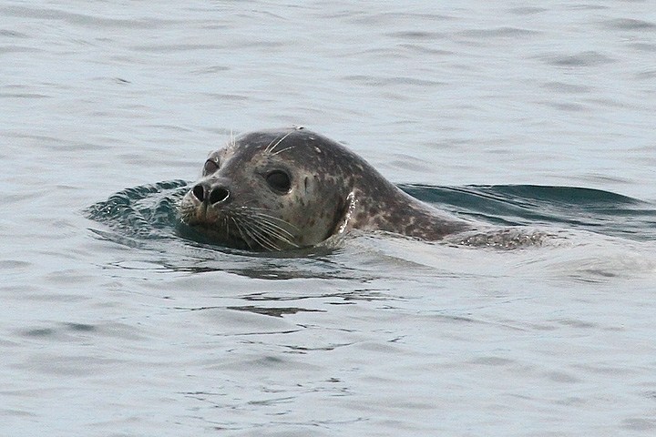 Seal swimming in calm water with head above surface and whiskers visible.